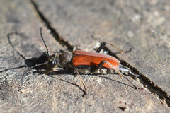 Anastrangalia dubia
