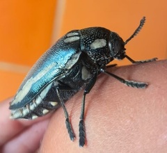 Sternocera orissa bertolonii