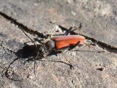 Anastrangalia dubia
