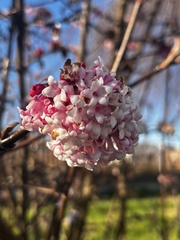 Viburnum farreri
