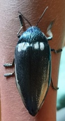 Sternocera orissa bertolonii