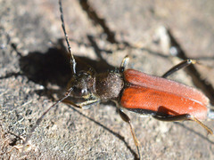 Anastrangalia dubia