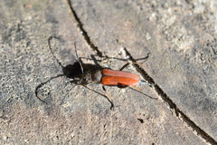 Anastrangalia dubia