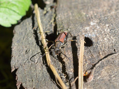Anastrangalia dubia