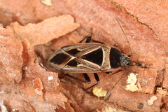 Xanthochilus