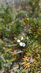 Berberis empetrifolia