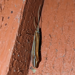 Psychoglypha bella