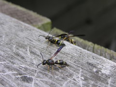 Ancistrocerus unifasciatus