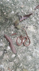 Leptodeira polysticta