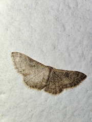 Idaea costiguttata