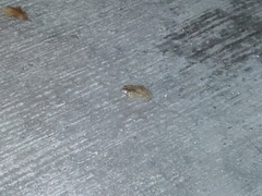 Duttaphrynus melanostictus