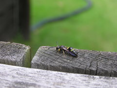 Ancistrocerus unifasciatus