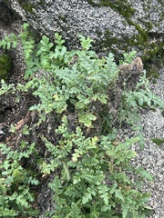 Phacelia ramosissima