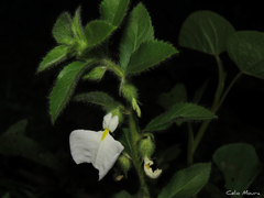Pombalia calceolaria