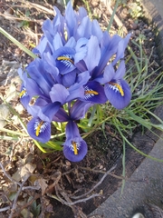 Iris reticulata