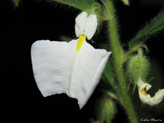 Pombalia calceolaria