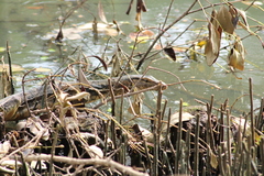 Varanus salvator bivittatus