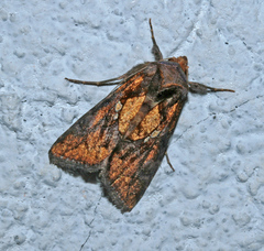 Argyrogramma verruca