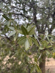 Quercus peninsularis