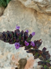 Salvia verbenaca