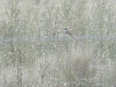 Pitangus sulphuratus