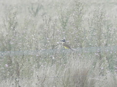 Pitangus sulphuratus