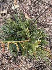 Astragalus douglasii