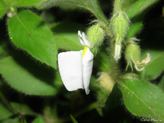 Pombalia calceolaria