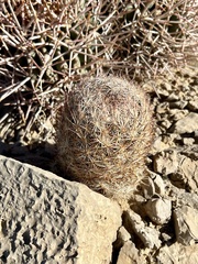 Escobaria chlorantha