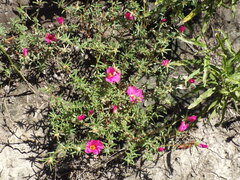 Portulaca gilliesii