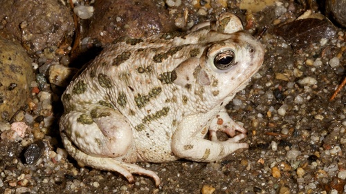Great Plains Toad