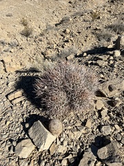 Escobaria chlorantha
