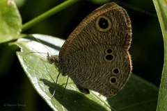 Ypthima philomela