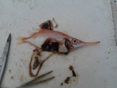 Macroramphosus scolopax