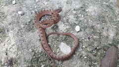 Leptodeira polysticta