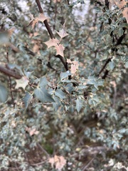 Berberis higginsiae