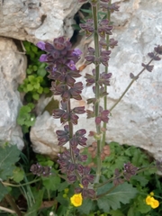 Salvia verbenaca