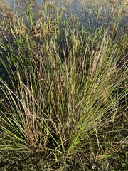 Eleocharis cellulosa