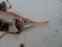 Macroramphosus scolopax