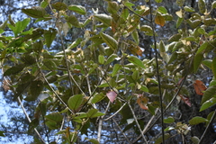 Croton