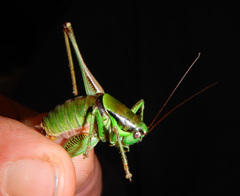 Eupholidoptera schmidti