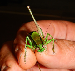 Eupholidoptera schmidti