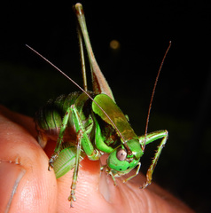 Eupholidoptera schmidti