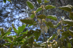 Croton