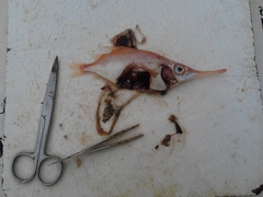 Macroramphosus scolopax