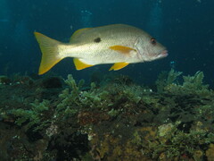 Lutjanus monostigma