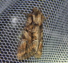 Dryobotodes tenebrosa