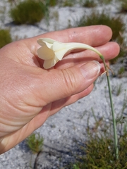 Cyrtanthus leucanthus