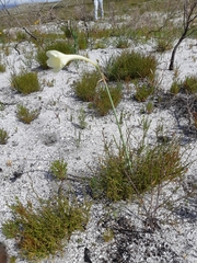 Cyrtanthus leucanthus