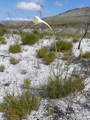 Cyrtanthus leucanthus